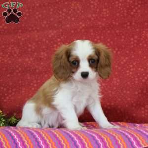 Peanut Butter, Cavalier King Charles Spaniel Puppy